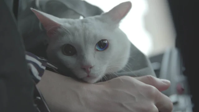 『吾輩は猫である！』場面写真