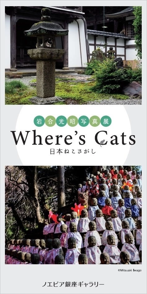 岩合光昭写真展 「Where’s Cats-日本ねこさがし」