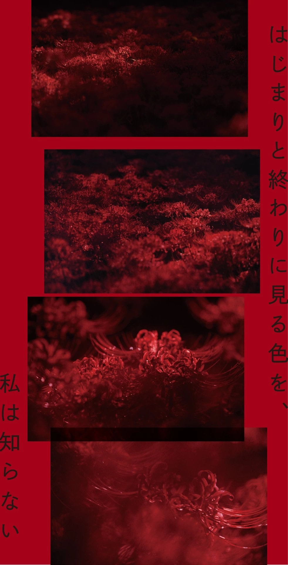 はじまりと終わりに見る色を、私は知らない