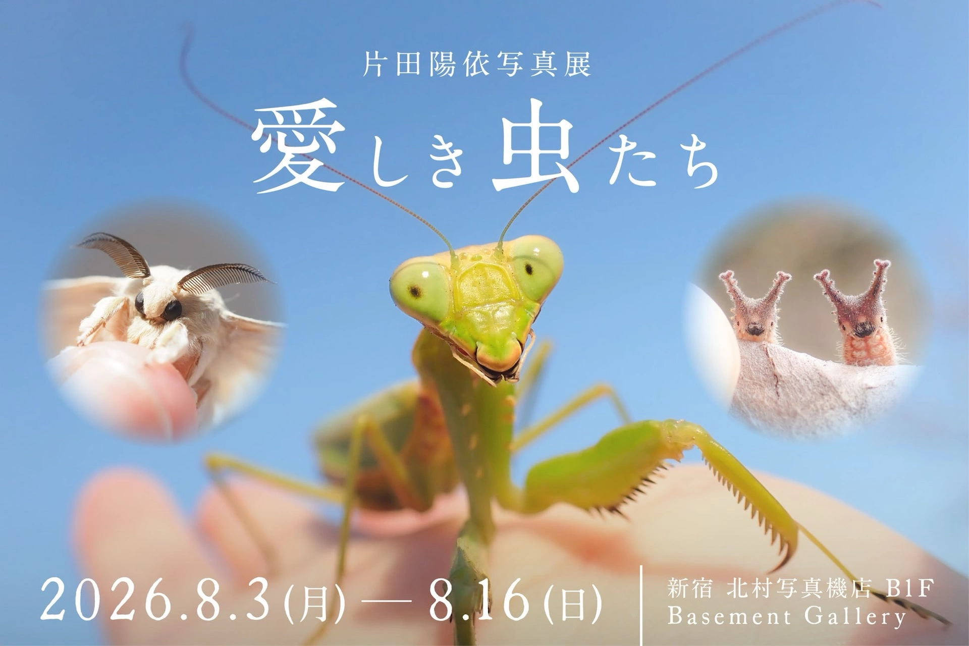 片田陽依 写真展「愛しき虫たち」